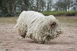 KOMONDOR 142